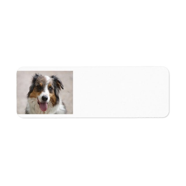 australian shepherd merle returadress etikett (Framsidan)