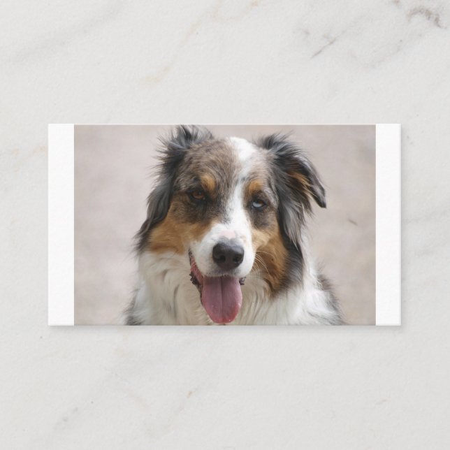 australian shepherd merle visitkort (Framsida)