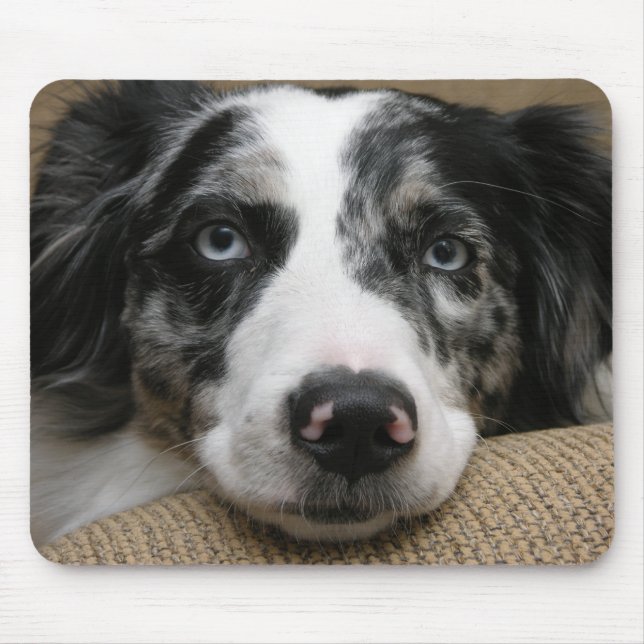 Australian shepherd Mousepad Musmatta (Framsidan)