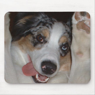 Australian shepherd musmatta