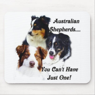 Australian shepherd musmatta