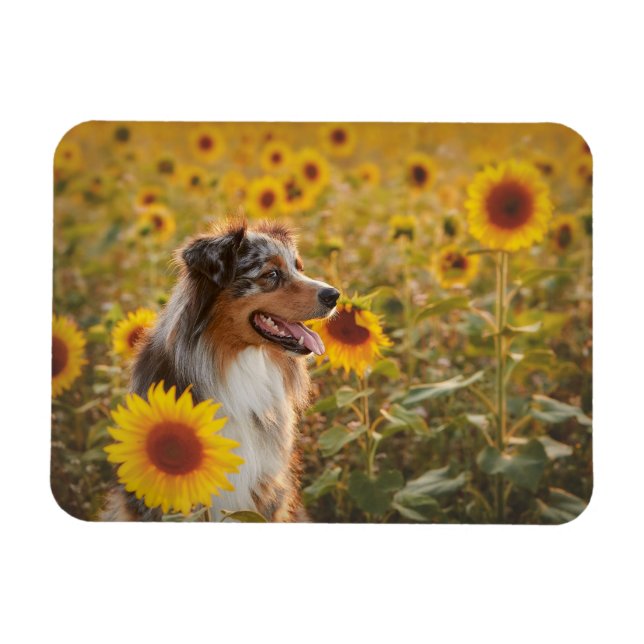 Australian Shepherd och solrosor  Magnet (Horisontell)