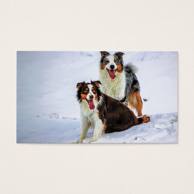 Australian shepherd par hundar visitkort (Framsidan)