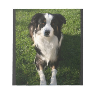 Australian shepherd Photo Anteckningsblock