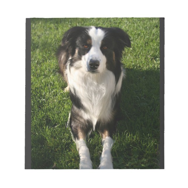 Australian shepherd Photo Anteckningsblock (Framsida)