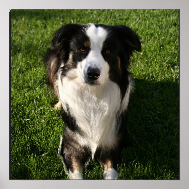 Australian shepherd Photo Poster (Framsidan)
