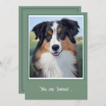 Australian Shepherd Portrait  - 