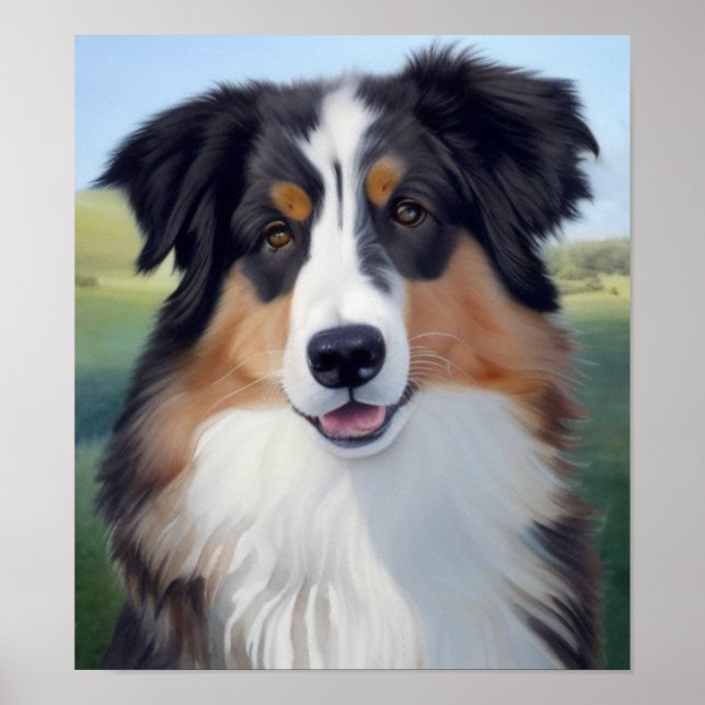 Australian Shepherd Portrait  -  Poster (Framsidan)