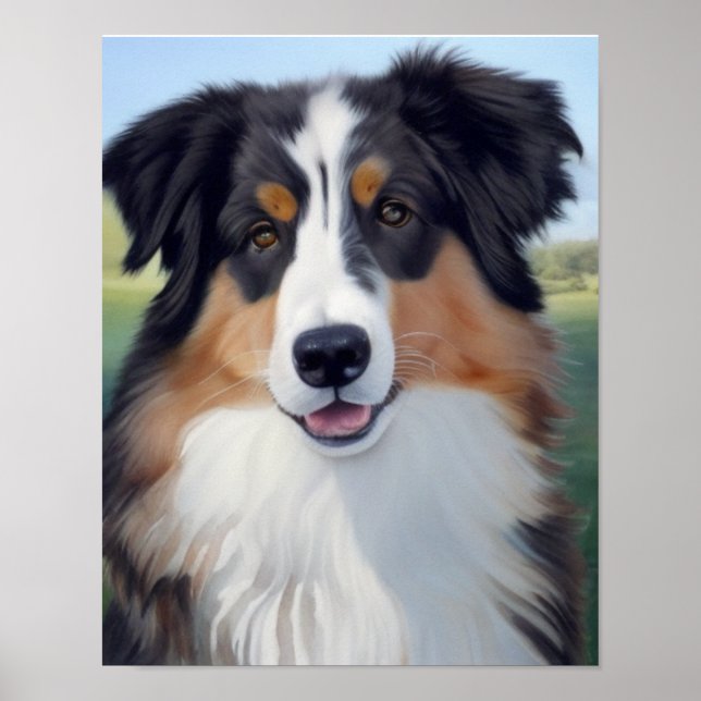 Australian Shepherd Portrait  -  Poster (Framsidan)