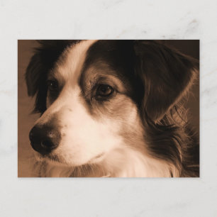 australian shepherd Porträtt Vykort