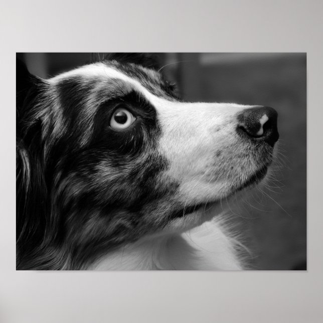 Australian shepherd Poster (Framsidan)