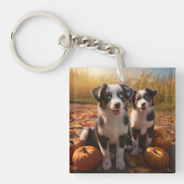 Australian shepherd Pumpkin för höstdelight (Framsidan)