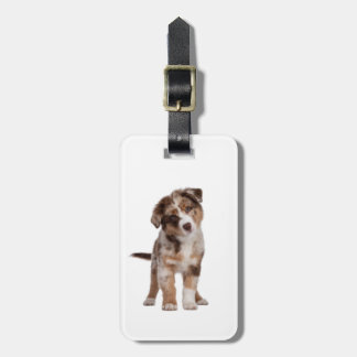 Australian shepherd Puppy | Bagagebricka