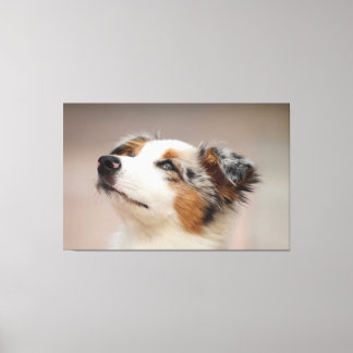 Australian shepherd Puppy Canvastryck
