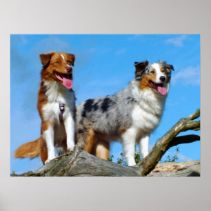 Australian shepherd Puppy Hundar Poster