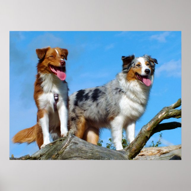Australian shepherd Puppy Hundar Poster (Framsidan)