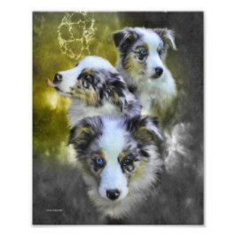 Australian shepherd Puppy Triad Fototryck