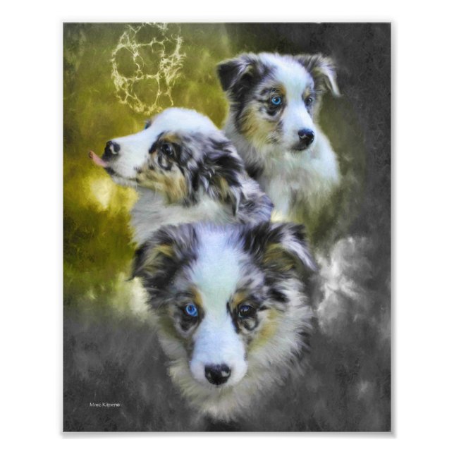 Australian shepherd Puppy Triad Fototryck (Framsidan)