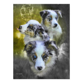 Australian shepherd Puppy Triad Fototryck