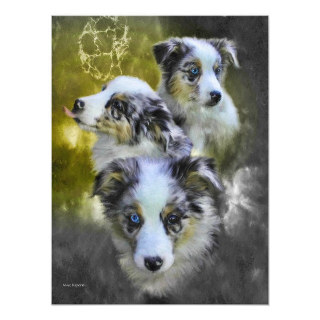 Australian shepherd Puppy Triad Fototryck (Framsidan)