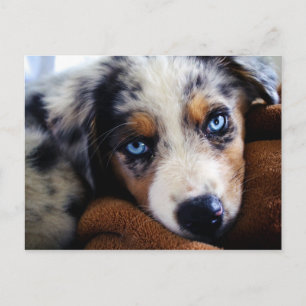 australian shepherd Puppy Vykort