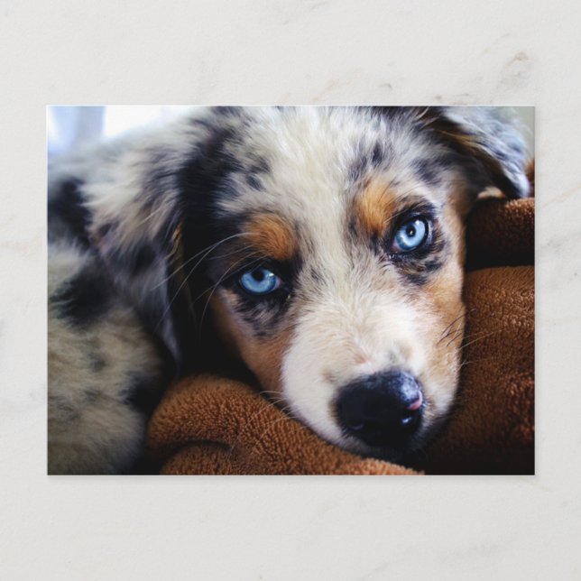 Australian shepherd Puppy Vykort (Framsida)