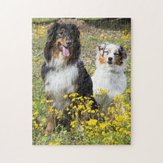Australian shepherd pussel