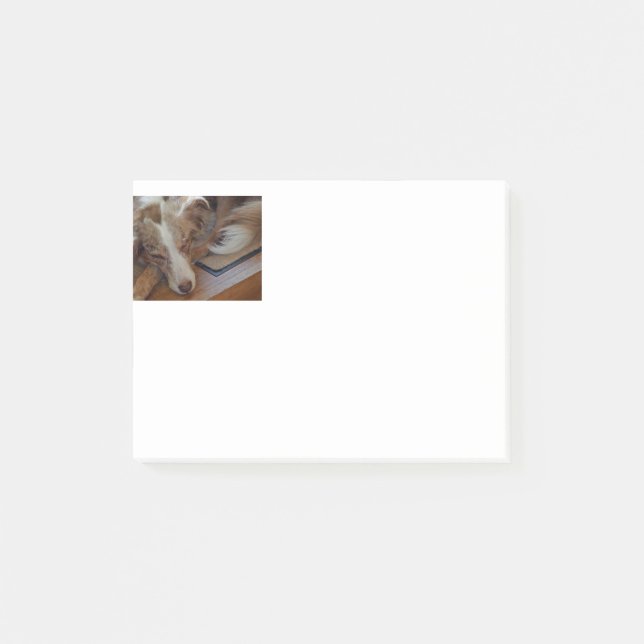 australian shepherd red merle sleeping post-it block (Framsida)