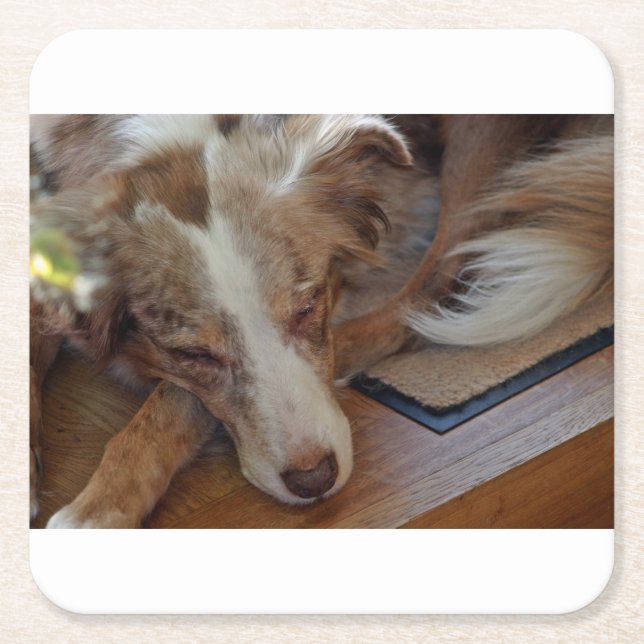 australian shepherd red merle sleeping underlägg papper kvadrat (Framsidan)