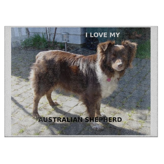 australian shepherd red tri kärlek w pic (Framsidan)