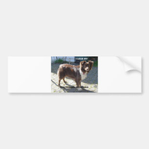 australian shepherd red tri kärlek w pic bildekal