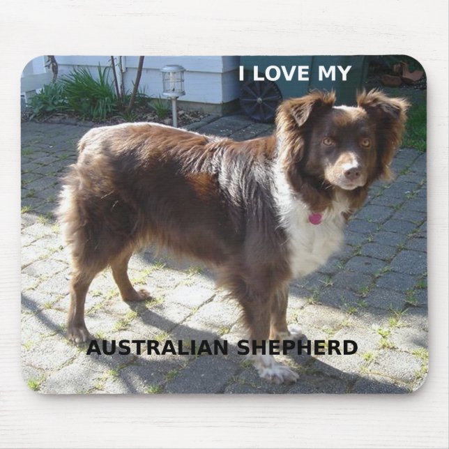 australian shepherd red tri kärlek w pic musmatta (Framsidan)