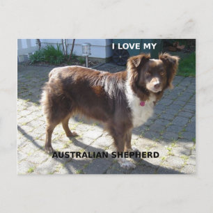 australian shepherd red tri kärlek w pic vykort