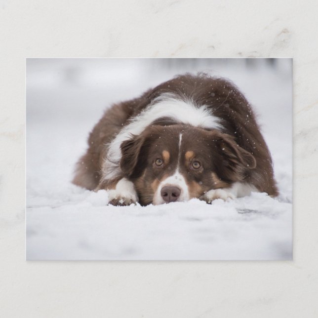 australian shepherd red tri-värpande i snö vykort (Framsida)