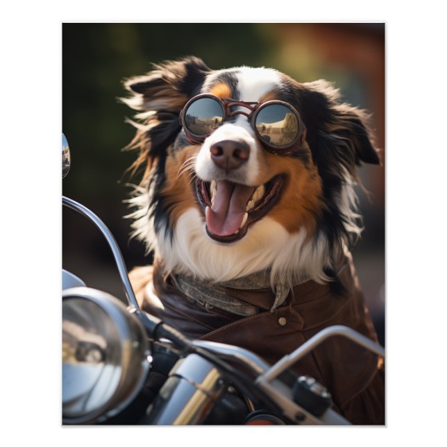 Australian Shepherd riding a motorcycle - Poster (Framsidan)