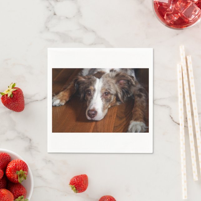 australian shepherd röd merle liggande platt pappersservett (Insitu)