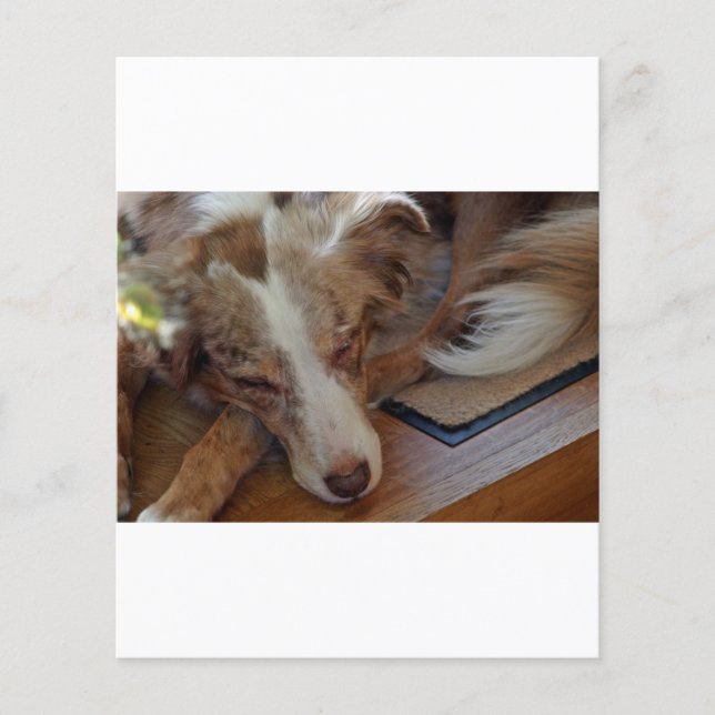 australian shepherd röd sjöle sovande (Framsida)