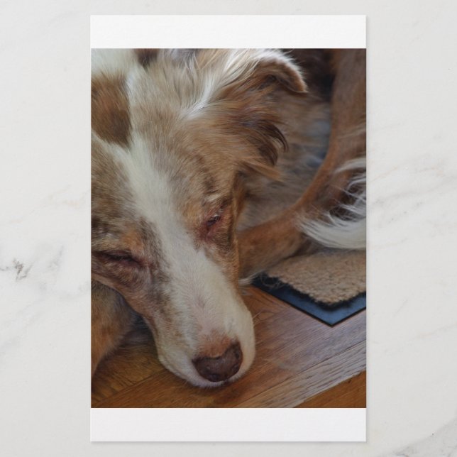 australian shepherd röd sjöle sovande brevpapper (Framsida)