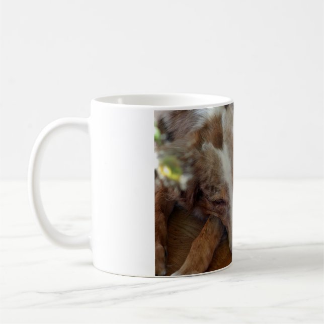 australian shepherd röd sjöle sovande kaffemugg (Vänster)