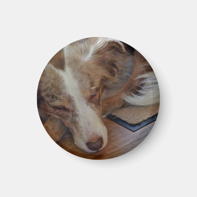 australian shepherd röd sjöle sovande magnet (Framsidan)