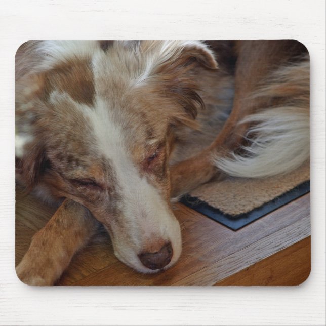 australian shepherd röd sjöle sovande musmatta (Framsidan)