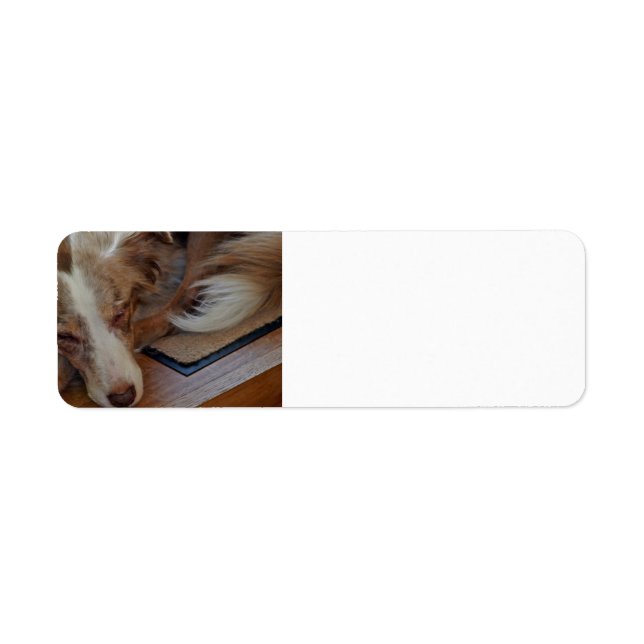 australian shepherd röd sjöle sovande returadress etikett (Framsidan)