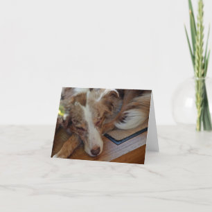 australian shepherd röd sjöle sovande tack kort