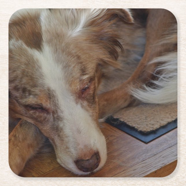 australian shepherd röd sjöle sovande underlägg papper kvadrat (Framsidan)