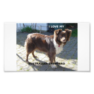 australian shepherd röd tri love w pic fototryck
