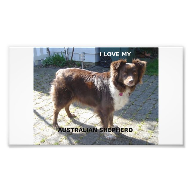australian shepherd röd tri love w pic fototryck (Framsidan)