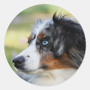australian shepherd runt klistermärke