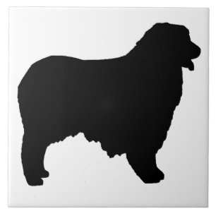Australian shepherd silo kakelplatta