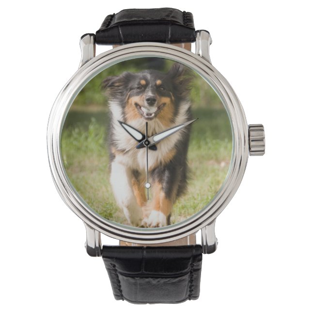 Australian Shepherd som leker med boll Armbandsur (Framsida)