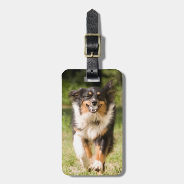 Australian Shepherd som leker med boll Bagagebricka (Vertikal Framsida)